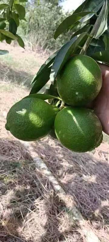 平南县无籽青柠檬