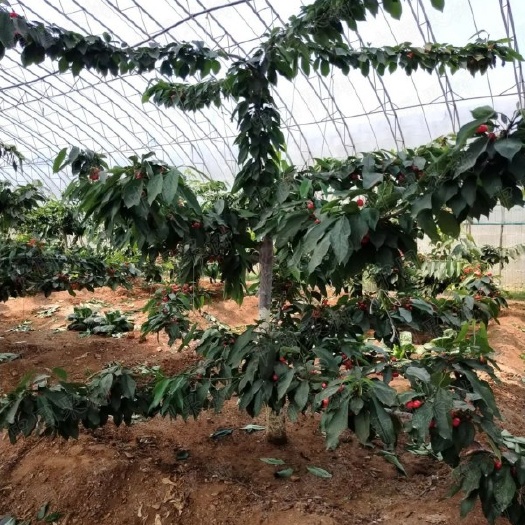 泰安3公分车厘子大樱桃树苗山东育苗基地直发美早布鲁克斯萨米脱齐早