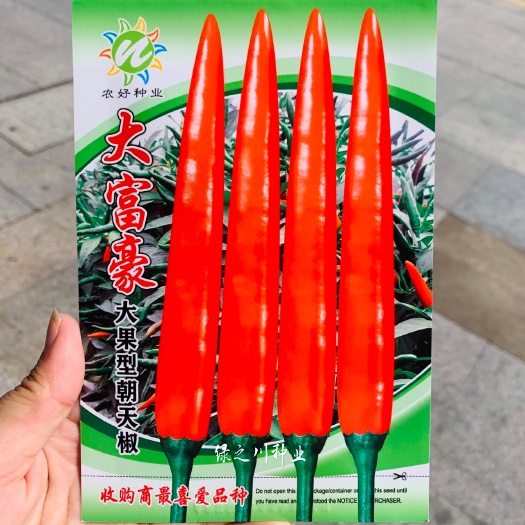 沭阳县泰国大果朝天椒种子 易种植大富豪朝天椒种子特高产抗病强