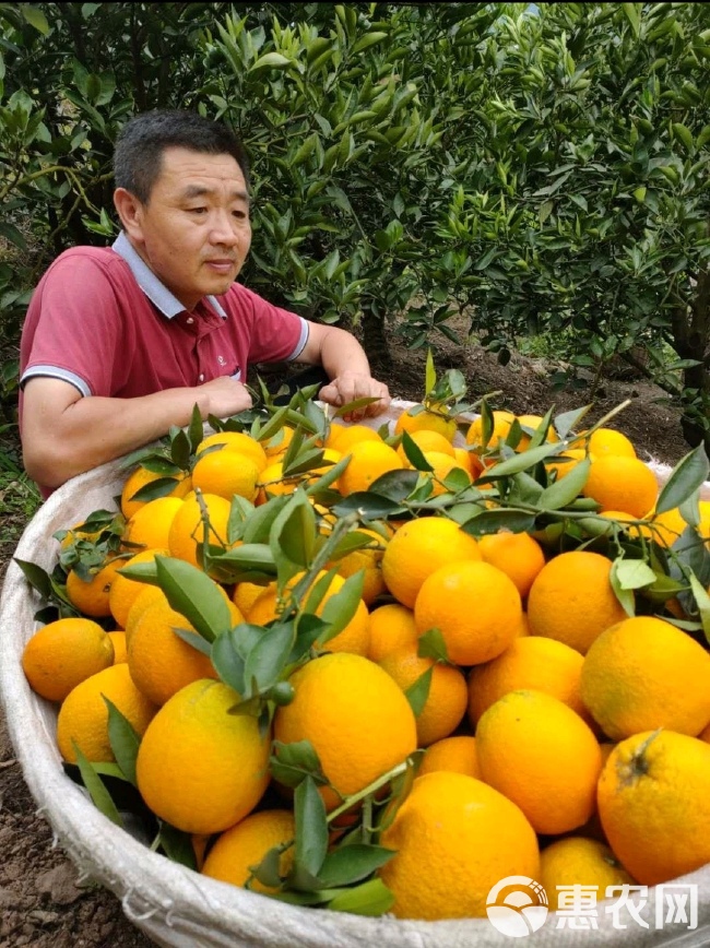 九月红果冻橙.海拔底口感纯甜.70以上大果.一手货源现採现发