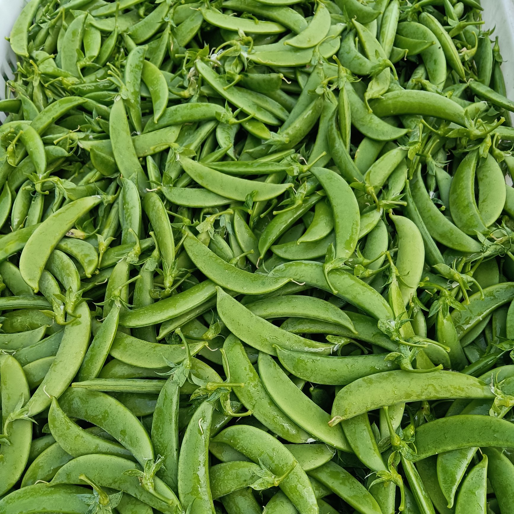 昆明自已种植新鲜甜豆，荷兰豆