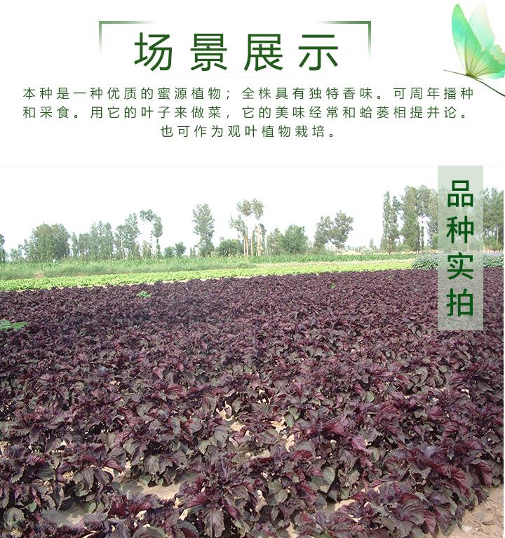 紫苏种子紫叶紫苏绿叶苏子种籽庭院盆栽阳台菜园观叶