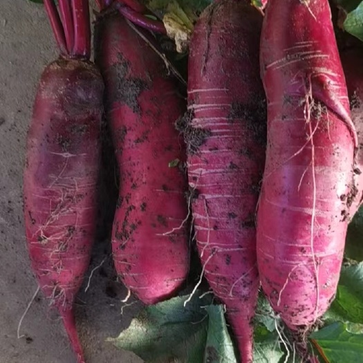 新沂市穿心红萝卜