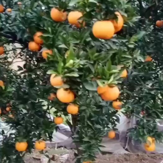 荣县爱媛38果冻橙口感好，多汁脆甜化渣，产量甚多…愿各位老板前来