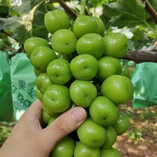 昌黎县阳光玫瑰葡萄苗 5bb  3309m  夏黑  贝达