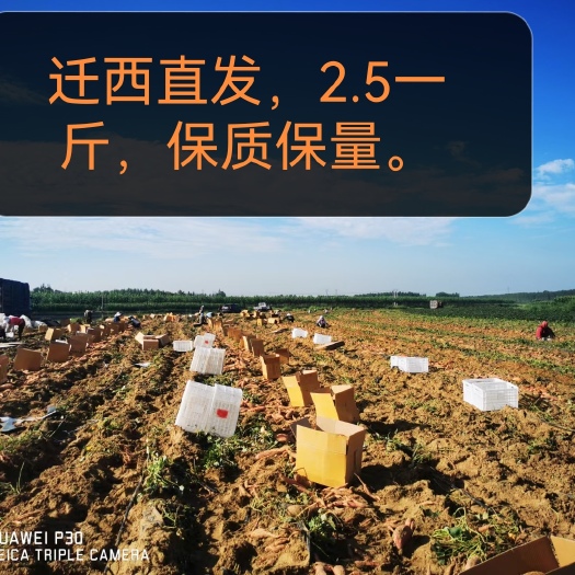 河北唐山迁西，直发，蜜薯基地，2.5一斤，1吨起批。