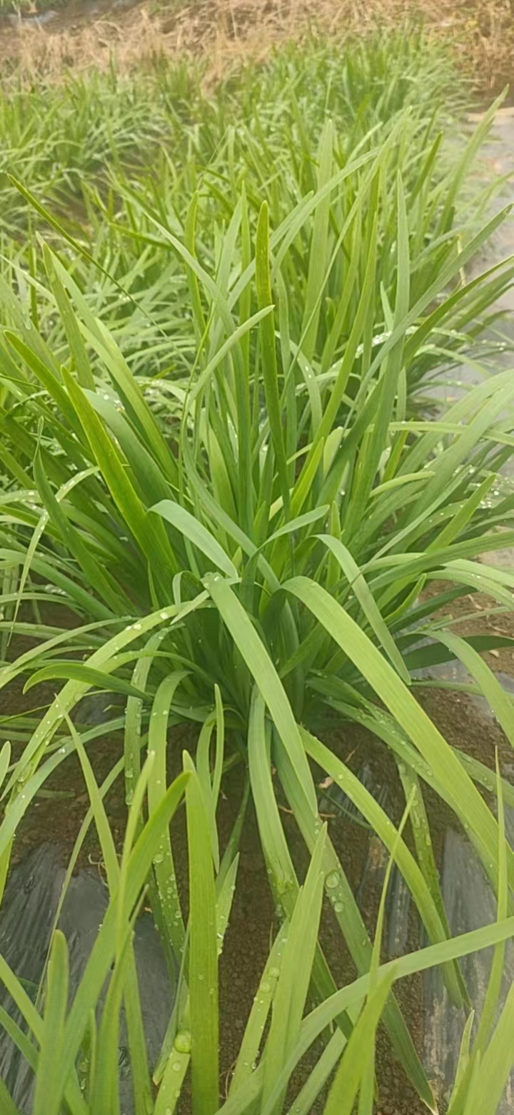 中介韭菜