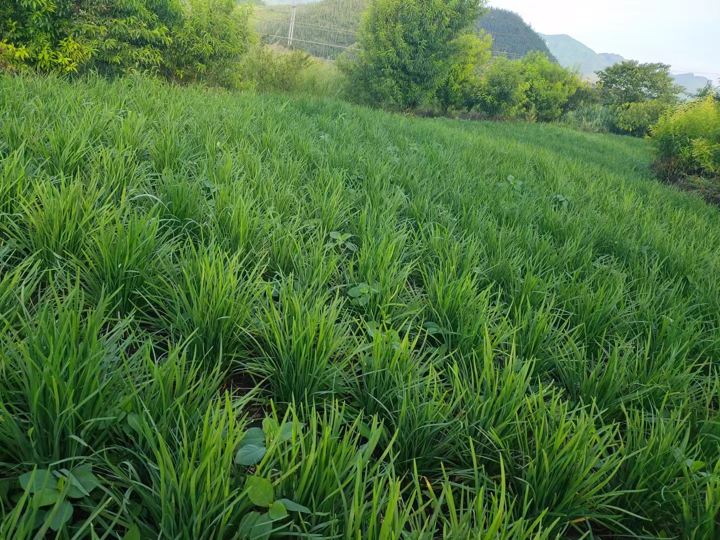 中介韭菜