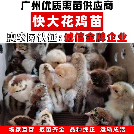 广州良凤花鸡苗 快大花鸡苗 包活包邮 全国发货