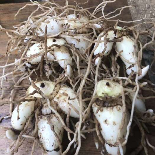 筠连县紫花宽叶大白芨