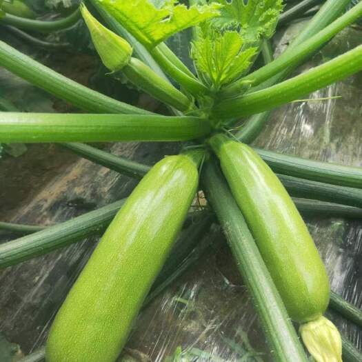寿光市西葫芦苗 耐寒 翠绿 越冬 产量高 瓜型好