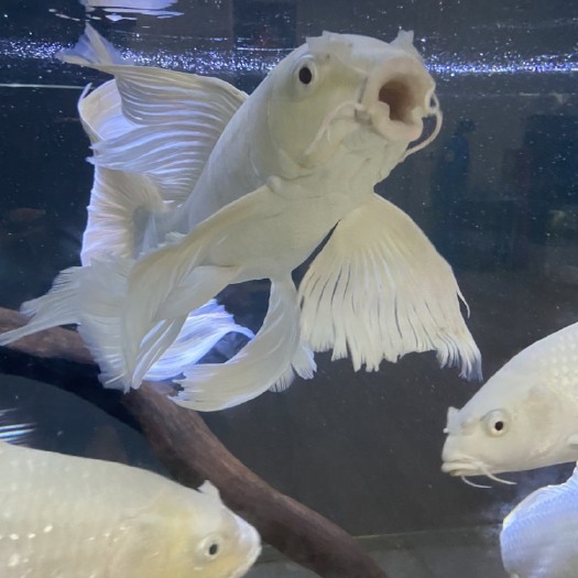 汕头精品白蝴蝶鲤红蝴蝶鲤熊猫蝴蝶鲤