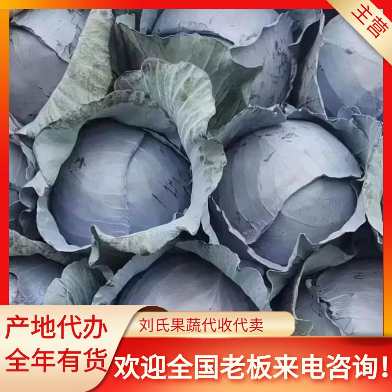 邯郸紫甘蓝