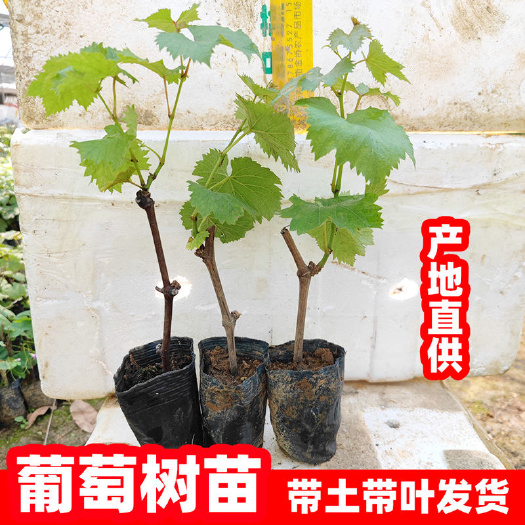 灵山县葡萄果树苗巨峰葡萄树苗爬藤带土带叶无核南北方盆栽地当年结果