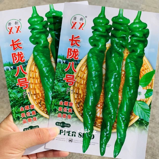 沭阳县萧新长陇八号大陇椒种子早熟全螺旋螺丝椒种子 辣味香浓果色亮绿
