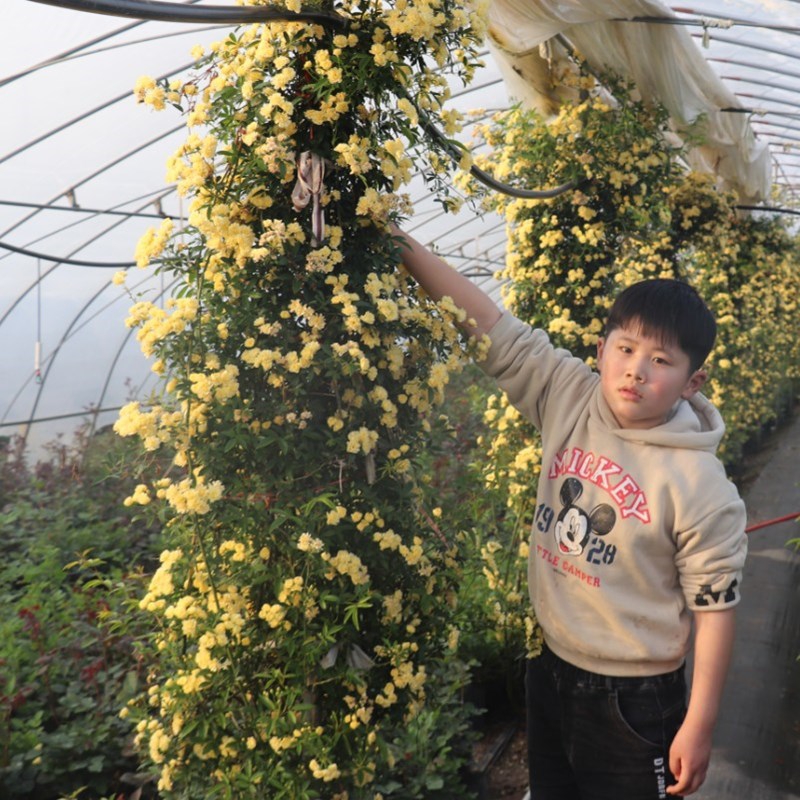 木香花 甜蜜红木香黄苗浓香甜密庭院四季攀爬植物开花很香的盆栽