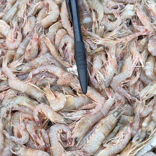 海虾、小海虾、天然海虾、本地近海鲜货、适合各种用料、长期有量