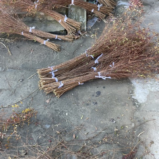 开原市干枝雪柳、珍珠绣线菊