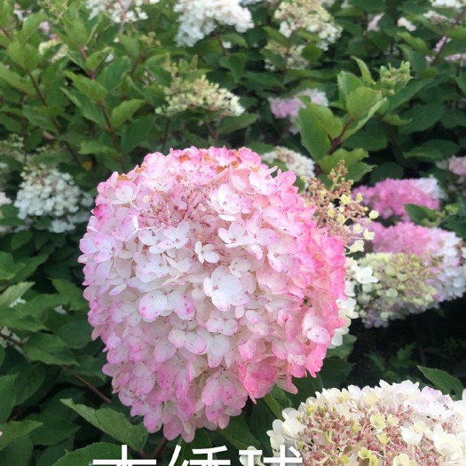 开原市大花绣球花