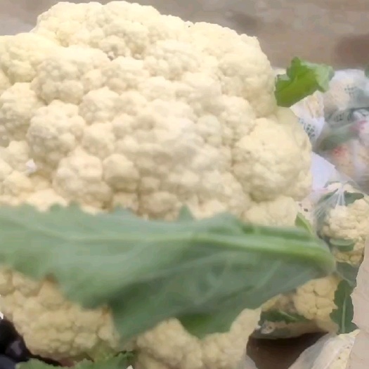 砀山县精品松花菜，青梗白面小米粒，大吨位供应代发全国