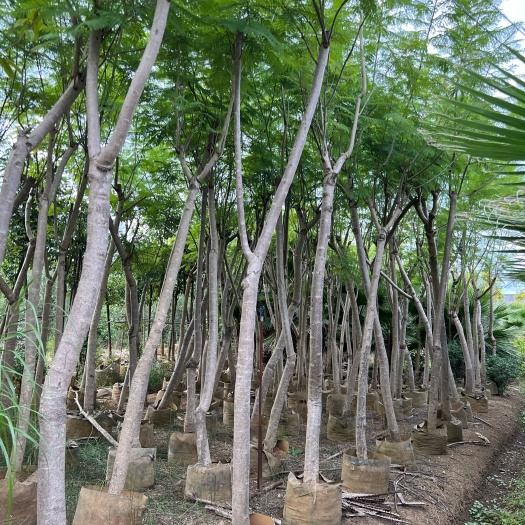 施甸县蓝花楹8-10公分低价处理