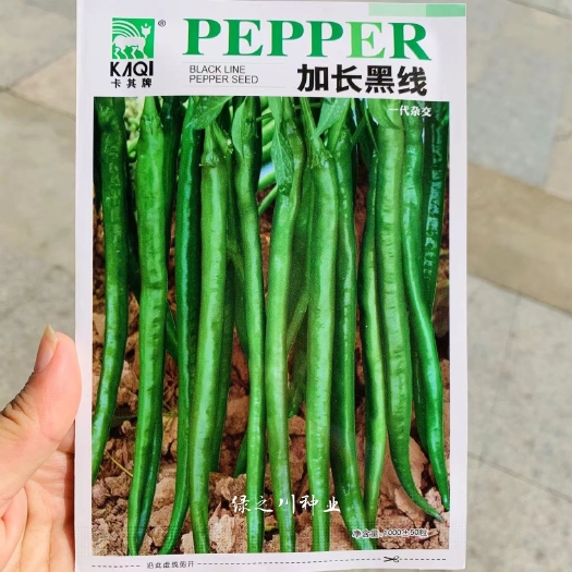沭阳县卡其加长黑线线椒种子 不易死苗节节有果，辣度强加工型辣椒种子