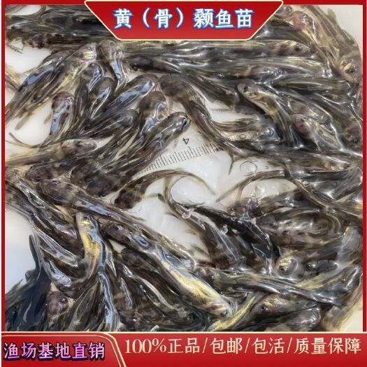 广州黄骨鱼苗，杂交黄骨鱼苗全雄，黄骨鱼苗全国发货