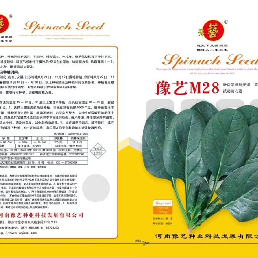 黑圆大叶菠菜种子 丹麦豫艺M28菠菜种子叶片肥厚黑绿发亮