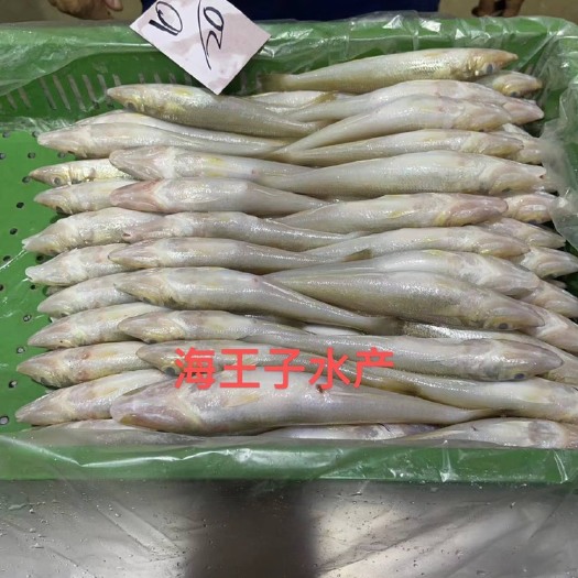 青岛沙丁鱼