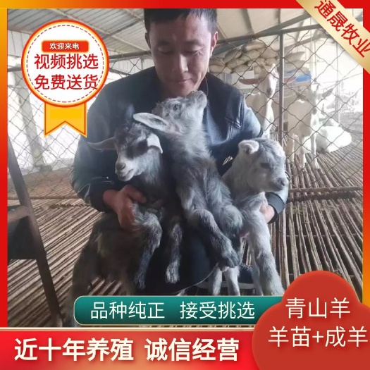 常年出售头胎怀孕青山羊 狗羊质量好价格便支持视频挑选免费送货