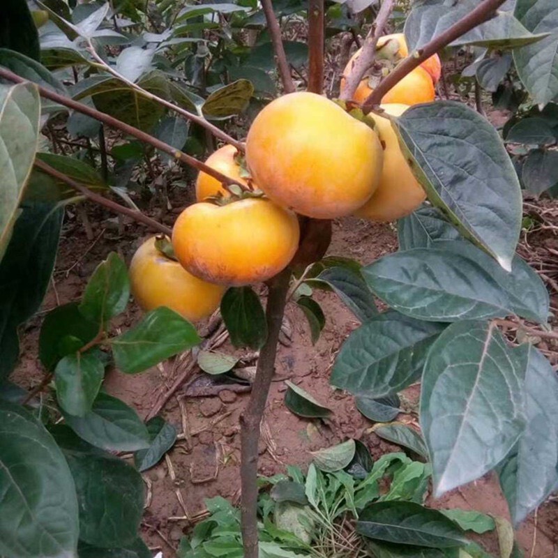 苍溪县次郎甜柿苗 阳丰脆柿  根系发达，品种纯正，成活率高