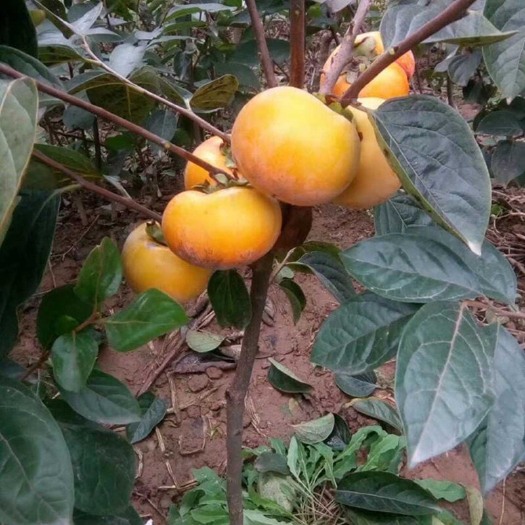 苍溪县日本次郎甜柿苗 阳丰脆柿  根系发达，品种纯正，成活率高