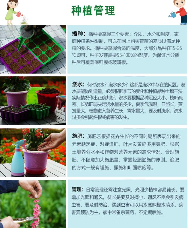 紫苏种子紫叶紫苏绿叶苏子种籽庭院盆栽阳台菜园观叶
