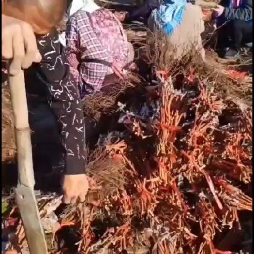 凌海市阳光玫瑰