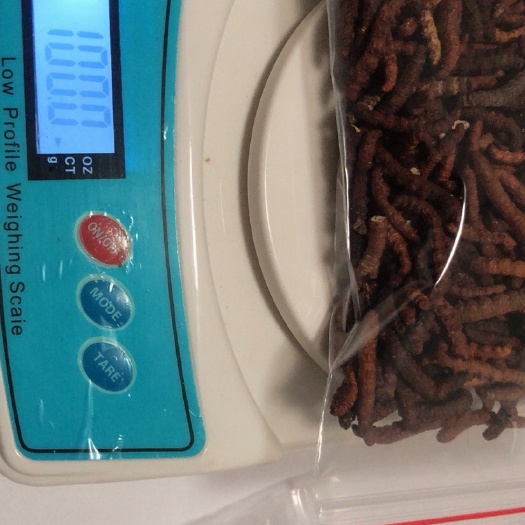 新疆虫草