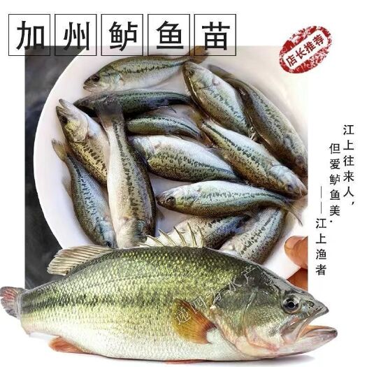 广州加州鲈鱼苗 价廉品质优 鲈鱼水花 鲈鱼苗 鱼苗批发