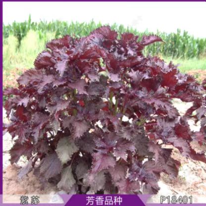 紫苏种子紫叶紫苏绿叶苏子种籽庭院盆栽阳台菜园观叶