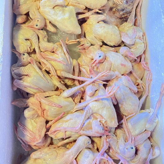 成都白条精品乳鸽 长期有货质量保证 规格齐全 诚信经营 需要联系