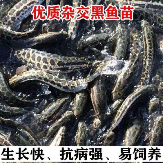 优质杂交黑鱼苗乌鱼苗生鱼苗乌鳢鱼苗
