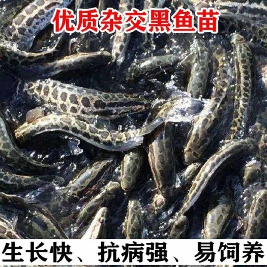 广州优质杂交黑鱼苗乌鱼苗生鱼苗乌鳢鱼苗