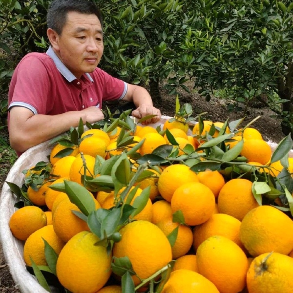 九月红果冻橙.海拔底口感纯甜.70以上大果.一手货源现採现发