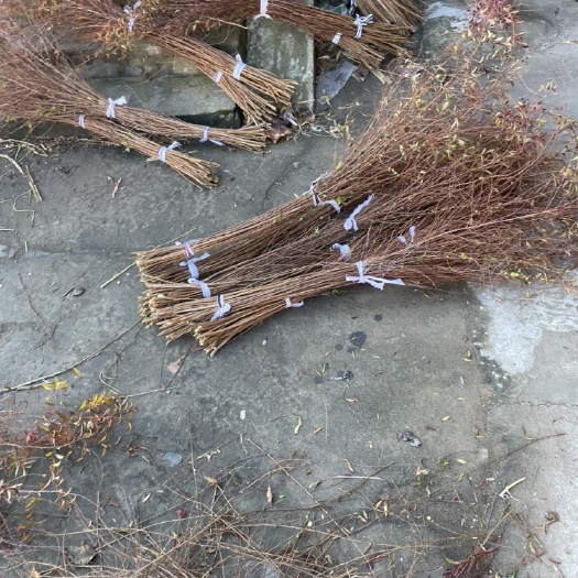 开原市干枝雪柳、