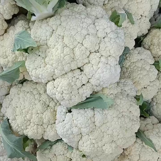砀山县精品花菜，菜花大量上市，一手货源