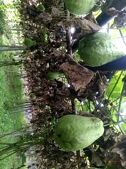 惠水县佛手瓜