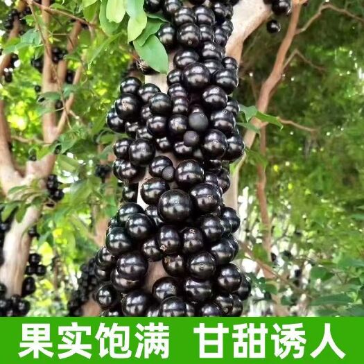 灵山县沙巴嘉宝果树苗