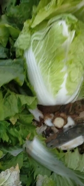 内黄县白菜