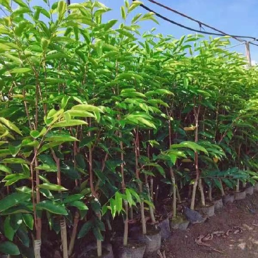灵山县奇楠沉香树  奇楠沉香