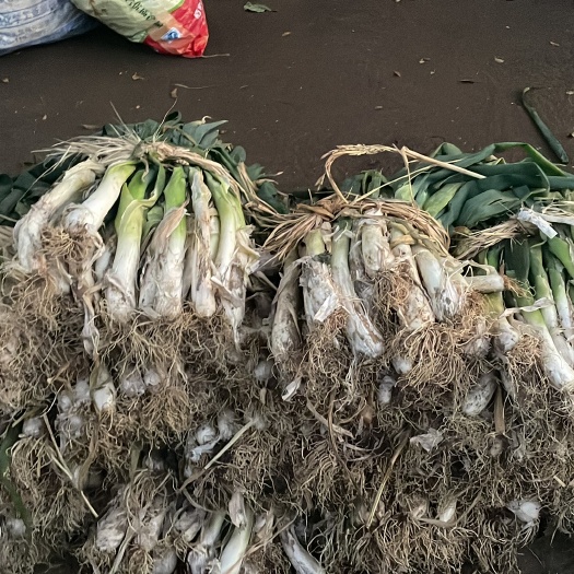 铁岭批发大葱了