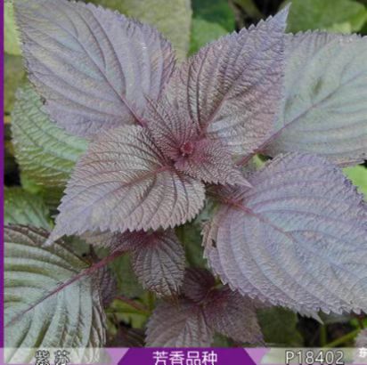 紫苏种子紫叶紫苏绿叶苏子种籽庭院盆栽阳台菜园观叶