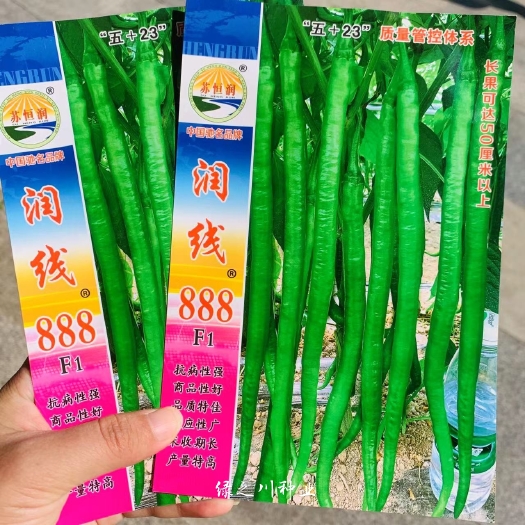 沭阳县润线888香辣线椒种子 抗病高产采收期长特长果线椒种子早熟